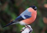 Bullfinch_male