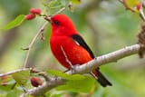 RED-Bird