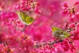 amazing-hd-pictures-of-beautiful-color-sparrows