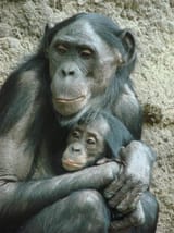 bonobohug