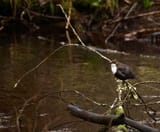 Cinclus cinclus