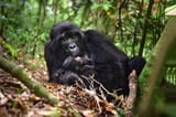 mama gorilla
