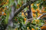 muller’s gibbon