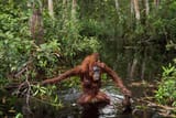 wading