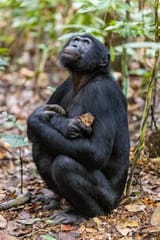 bonobo gaze