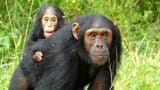 chimp mama