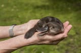 _20240809_nib_platypus