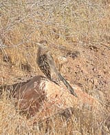 Roadrunner