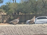 Gambel Quail Coolest Quail