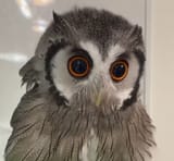 whitefacedowl