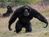 siamang approach