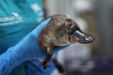 230515-platypus-mb-0906-bfcd3f