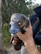 pc-Platypus-200417-j-WCMAMaddie-PaulCarracherTheWeeklyAdvertiser-2