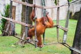 baby pongo