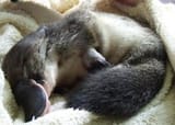 platypus7