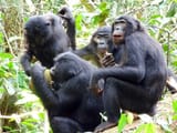 bonobo eating