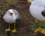 1739403107030401