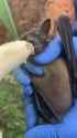 adventurescientist bat Banana party_thumb.jpg