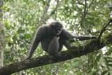 Javan Silvery Gibbon
