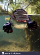 platypus-or-duck-billed-platypus-ornithorhynchus-anatinus-at-the-surface-of-a-brook-half-immersed-split-view-at-surface-its-a-semiaquatic-PJ7372