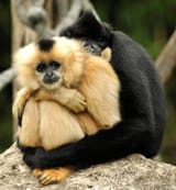 gibbonhug