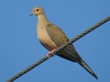 Morning_Dove