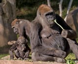 rillafamily