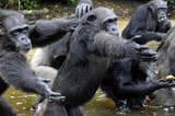 chimp hand