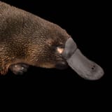 platypus_thumb.ngsversion.1485376250110.adapt.1900.1