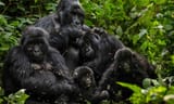 gorilla fambly