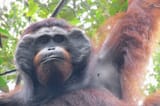 6 flanged male