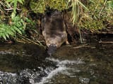 dave-watts-platypus-ornithorhynchus-anatinus-emerging-from-its-burrow-at-water-s-edge-tasmania-australia