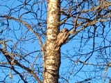 IMG_20250317_074532851