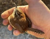 birb