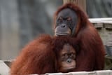 Memphis zoo orangs