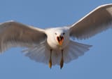 seagull-attack