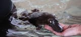 luxurytour-platypus1