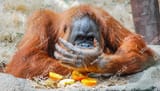 cannibalism