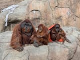 happy family