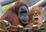 050407_primate_hmed_7a