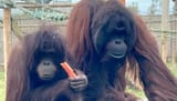 Jin and Awan