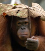 brolly