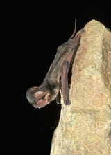 A-Western-Mastiff-bat-perched-on-a-rock.J-1254x1755
