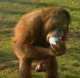 Gordon must consume all of the yogurt or he shall get no pudding