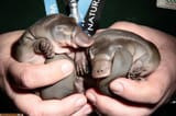 baby-platypus-big
