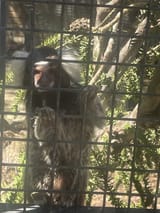 monkey