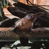 platypus (1)