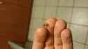 spider_thumb.jpg