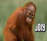 Joly