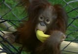hsiao ning has a delicious banan